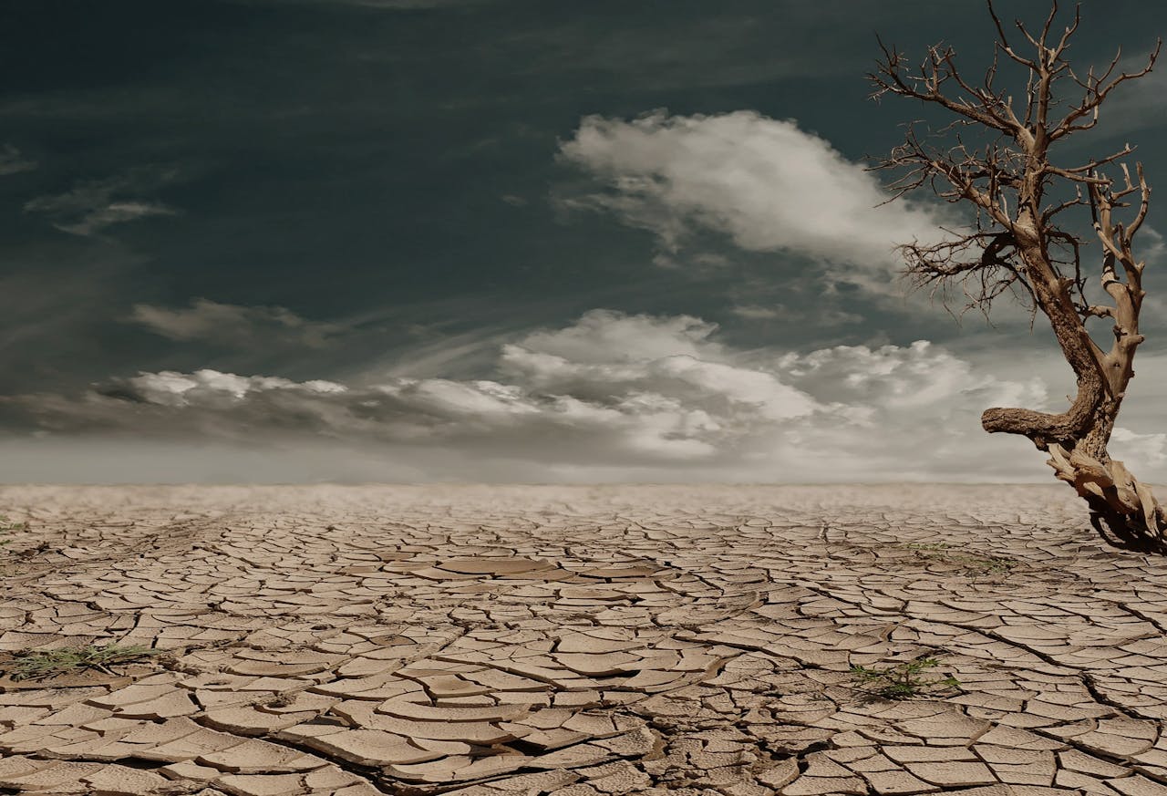 about-01 A solitary tree stands against a cracked, arid landscape under a cloudy sky, illustrating drought and desertification.