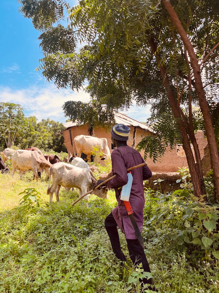 gallery-2 A farmer herds cattle in a lush rural village setting in Adamawa, Nigeria.