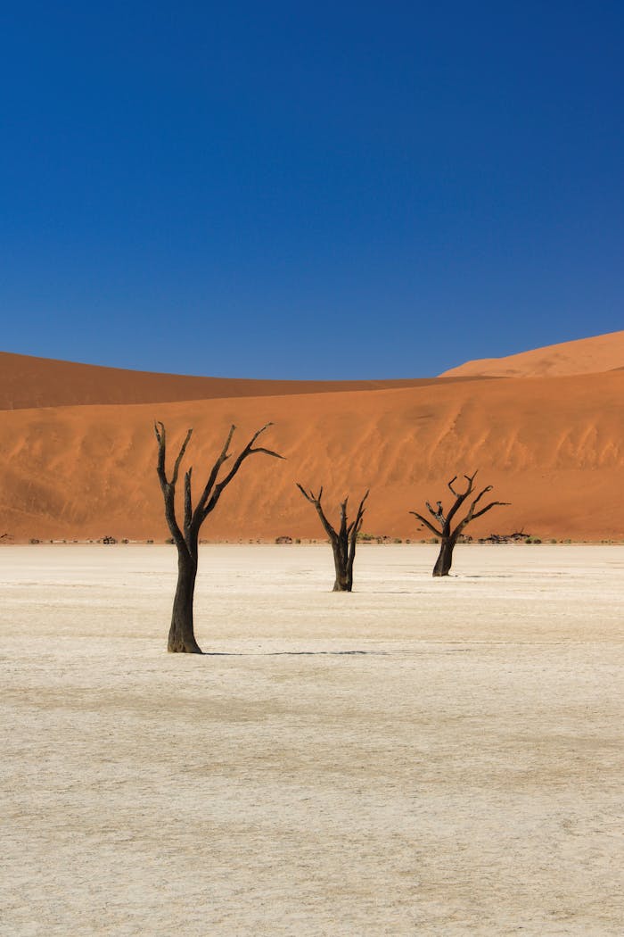 gallery-3 Breathtaking view of the arid Sossusvlei desert in Namibia with iconic dead acacia trees.